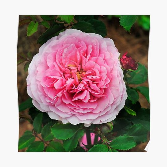 Discover David Austin Shrub Rose 'Princess Alexandra of Kent' Premium Matte Vertical Poster