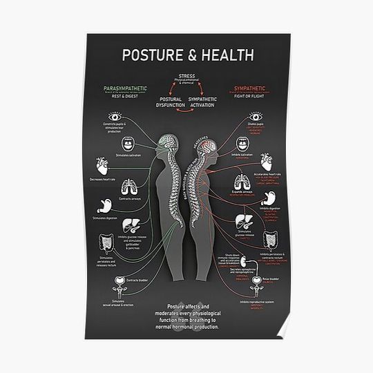 Posture And Health Poster - Parasympathetic, Sympathetic, Stress, Postural Dysfunction, Sympathetic Activation Premium Matte Vertical Poster
