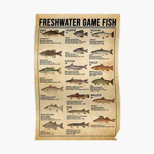 Freshwater game fish Premium Matte Vertical Poster