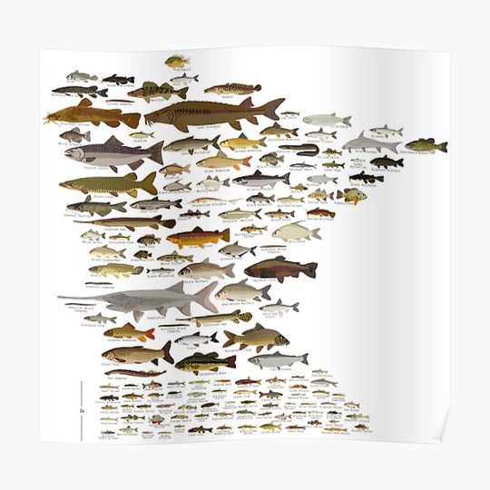 Fishes of Minnesota Premium Matte Vertical Poster