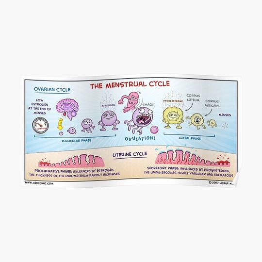 The Menstrual Cycle Premium Matte Vertical Poster