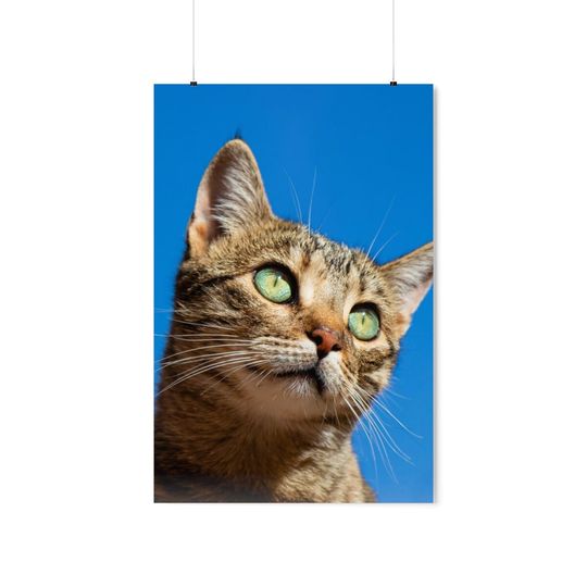 Discover Cat Meow Premium Matte Vertical Posters