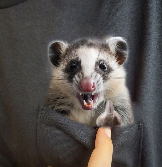 Opossum Shirt, Hidden Middle Finger Pocket Funny, Possum Print T-shirt, Unique Gift Idea Funny T-shirt