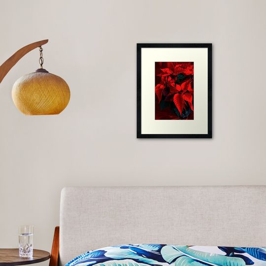 Poinsettia Framed Art Print