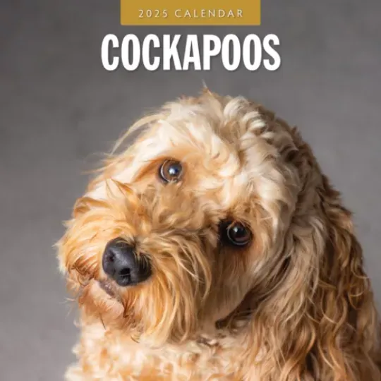 Cockapoos 2025 Square Wall Calendar