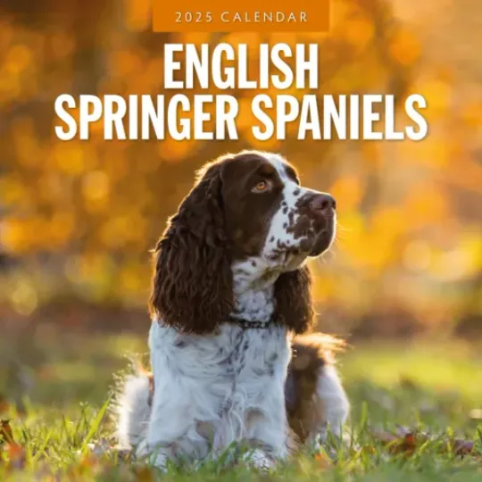Discover English Springer Spaniels 2025 Square Wall Calendar
