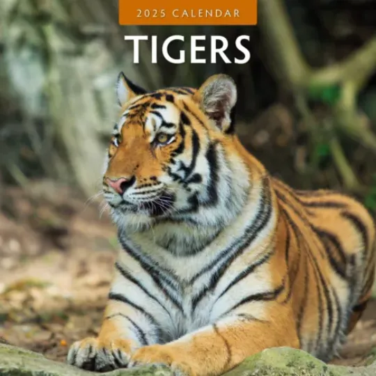 Tigers 2025 Square Wall Calendar