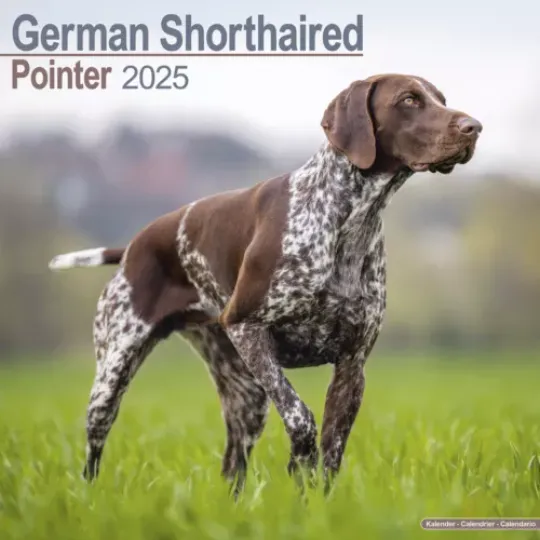 German Shorthaired Pointer Calendar 2025 Dog Gift Wall 15% OFF MULTI ORDERS!