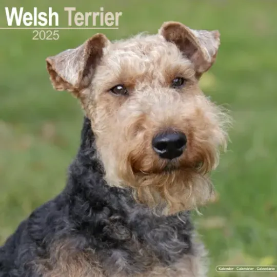 Welsh Terrier Calendar 2025 Dog Breed Gift Wall Calendar 15% OFF MULTI ORDERS!