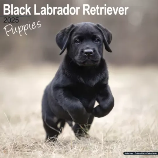 Black Labrador Retriever Puppies Calendar 2025 Gift Puppy 15% OFF MULTI ORDERS!