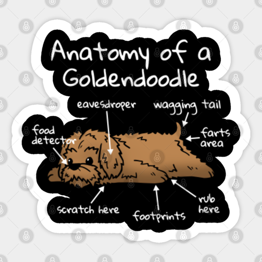 Anatomy Of A Goldendoodle - Goldendoodle - Sticker