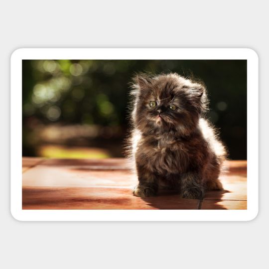 ...and whiskers on kittens... - Kitten - Sticker