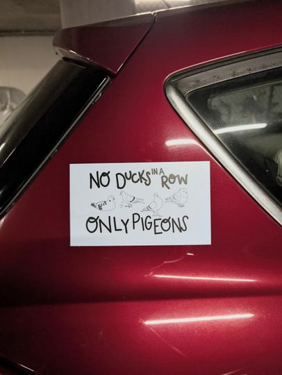 Discover No Ducks in a Row Only Pigeons Car Magnet