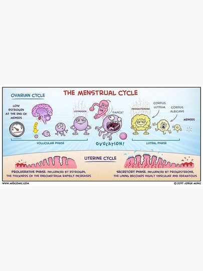 The Menstrual Cycle Premium Matte Vertical Poster