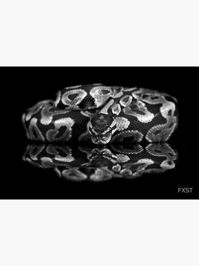 Reflections of a Ball Python Premium Matte Vertical Poster