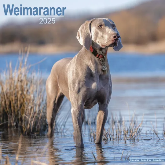 Weimaraner Calendar 2025 Dog Breed Gift Wall Calendar 15% OFF MULTI ORDERS!