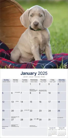 Weimaraner Calendar 2025 Dog Breed Gift Wall Calendar 15% OFF MULTI ORDERS!