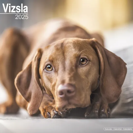 Vizsla Calendar 2025 Dog Breed Gift Wall Calendar 15% OFF MULTI ORDERS!
