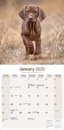 Vizsla Calendar 2025 Dog Breed Gift Wall Calendar 15% OFF MULTI ORDERS!