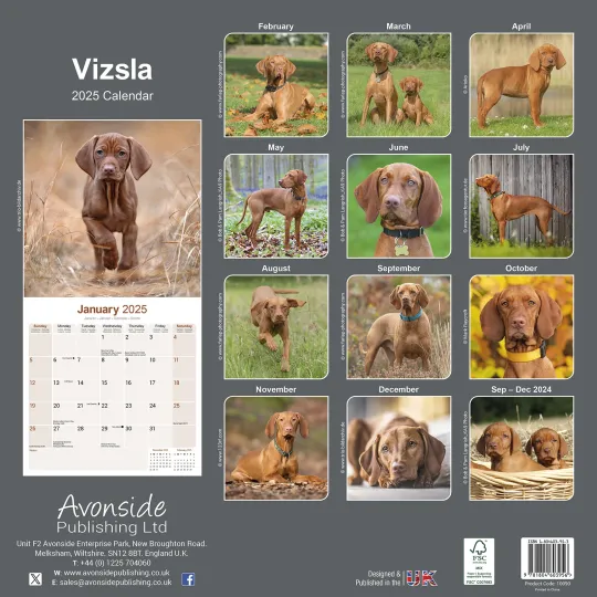 Vizsla Calendar 2025 Dog Breed Gift Wall Calendar 15% OFF MULTI ORDERS!