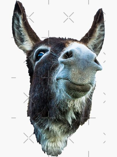 Chin Up, Donkey Gift Sticker
