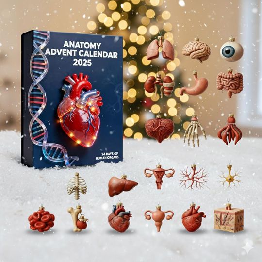 Discover Anatomy Advent Calendar 2025 Limited Edition 24 Acrylic Organ Ornaments Box, Educational Christmas Countdown Gift for Science Lovers