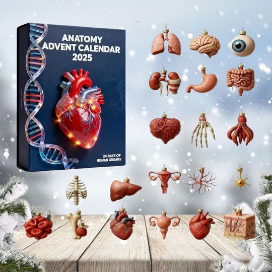Discover 2025 Anatomy Advent Calendar, Medical Student Christmas Countdown Box, 24 Day Human Body Ornaments