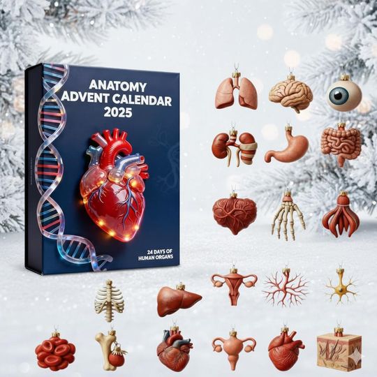 Discover Anatomy Advent Calendar 2025, 24-Day Human Organ Countdown, Educational Christmas Gift for Medical Students