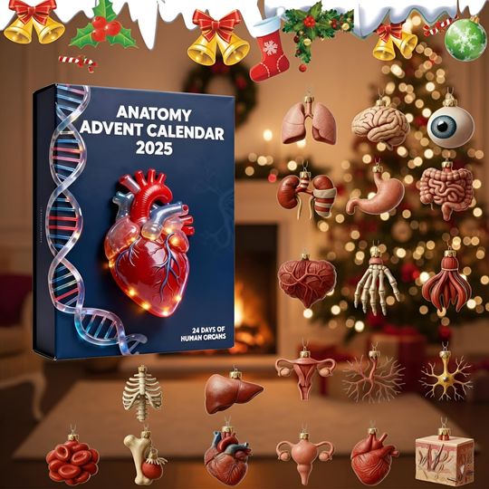 2025 Anatomy Advent Calendar, 24 Days of Human Organ Models, Medical Student Gift, Science Decor, Christmas Countdown Box