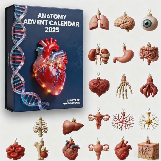Anatomy Advent Calendar 2025, 24 Days of Human Organs, Medical Student Doctor Gift, Science Education Ornament Set