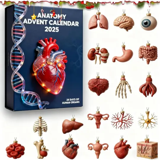 2025 Anatomy Acrylic Advent Calendar Decorative 24-Day Human Organ Countdown