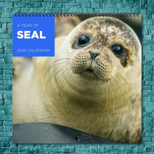 Discover Seal 2026 Wall Calendar, 12-Month Celebrity Photo Calendar