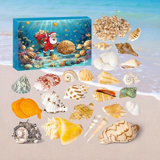 Discover Seashell Advent Calendar 2025, 24 Real Shells, Coastal Christmas Countdown