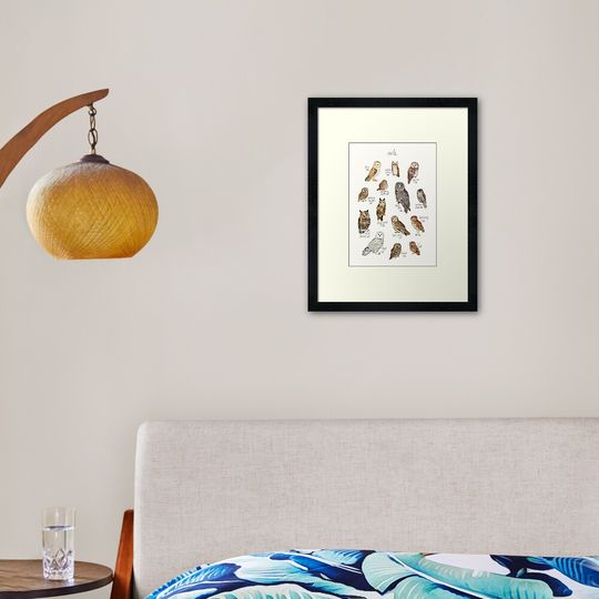 Discover Owls Framed Art Print
