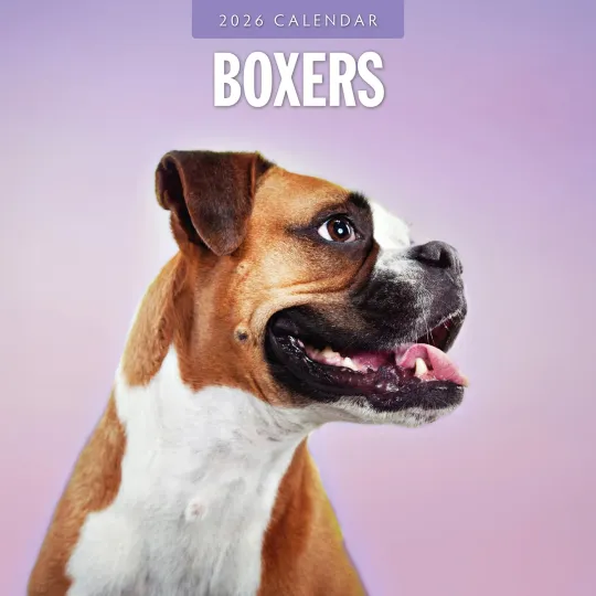 Discover Boxers - 2026 Square Wall Calendar 16 Months Dogs Puppies Pets Premium Planner