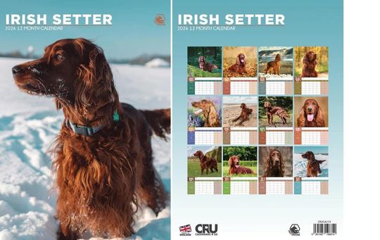 Discover Irish Setter 2026 Wall Calendar Photography Print