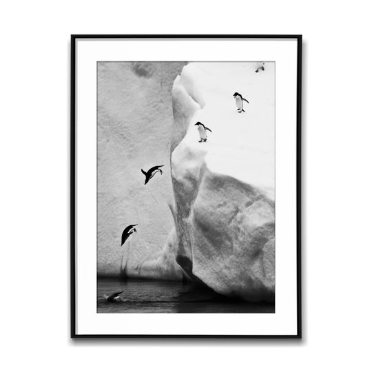 Discover Group Of Penguins Diving Into The Arctic Ocean; Black & White Wall Art Poster, Vintage Print, Photography Prints, Aesthetic Poster