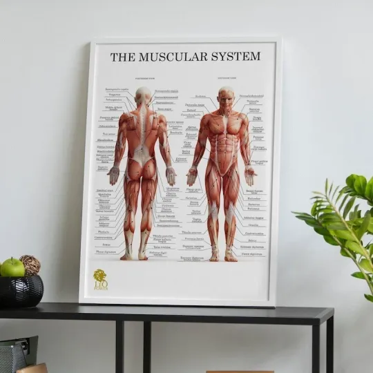 Discover Muscle Anatomy Poster Human Muscular System Chart Pilates Physio Massage Therapy