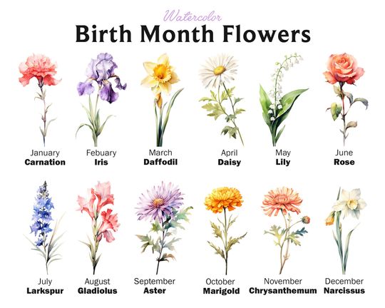 Discover Watercolor Birth Month Flowers Clipart Bundle (PNG Digital Download)