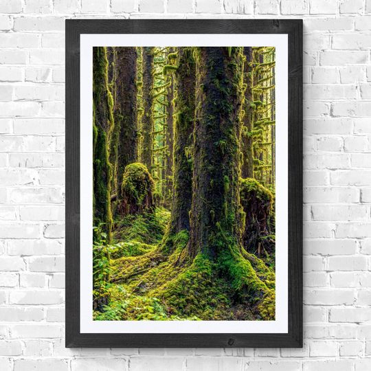 Hoh Rain Forest Photography Print, Olympic National Park (Digital Download)