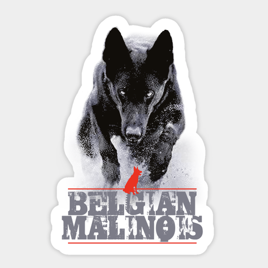 Belgian Malinois - Belgian Malinois - Sticker