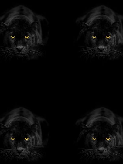 Wild Animal Black Panther Leggings