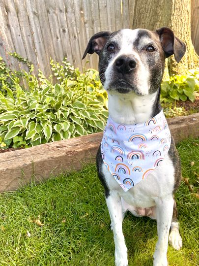 Boho Rainbow - Pet Bandana - Adjustable - Reversible - Dog Bandana