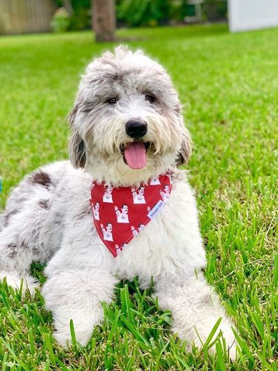 Boho Rainbow - Pet Bandana - Adjustable - Reversible - Dog Bandana