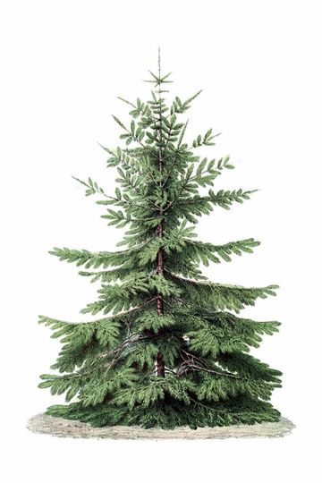 Christmas Tree Print, Botanical Vintage Home Decor, Christmas Tree Illustration