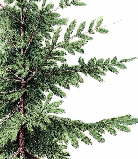 Christmas Tree Print, Botanical Vintage Home Decor, Christmas Tree Illustration