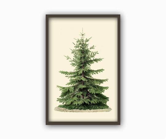 Christmas Tree Print, Botanical Vintage Home Decor, Christmas Tree Illustration