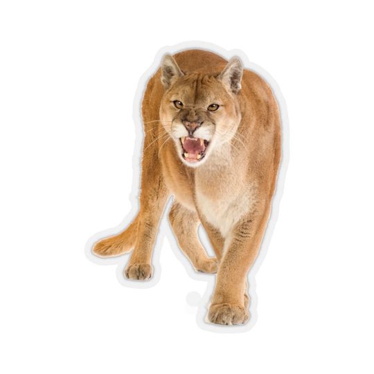 Mountain Lion Sticker, Cougar Puma Big Cat Laptop Decal Vinyl Cute Waterbottle Tumbler Car Waterproof Bumper Aesthetic Die Cut Wall Mural