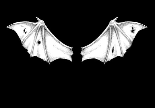 Double-Sided Lets Fly Bat Wing Shirt, Free Shipping and Fast Delivery