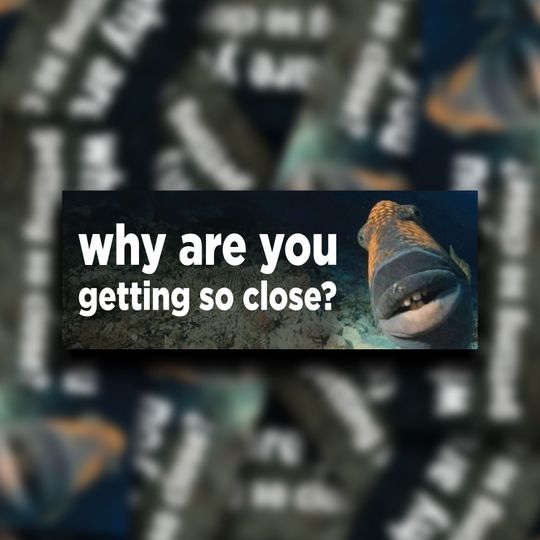 Why Are You Getting So Close? Meme Bumper Sticker Water